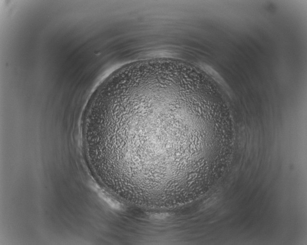 X0000080191031200612152009