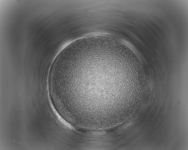 X0000080191055200612152009