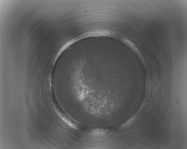 X0000080191226200612152006