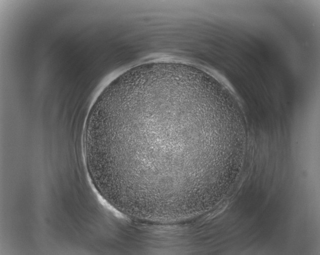 X0000080191247200612152006