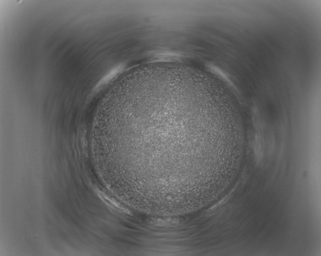 X0000080191403200612152002