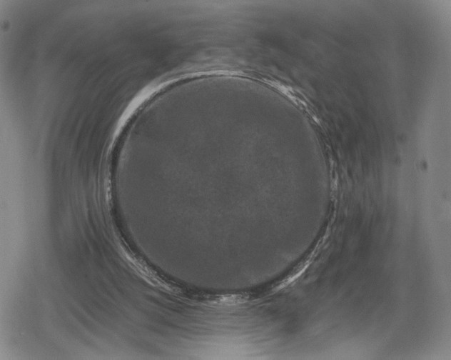 X0000080190056200612221351