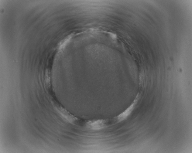 X0000080190186200612221350