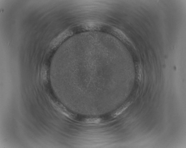 X0000080190266200612221348