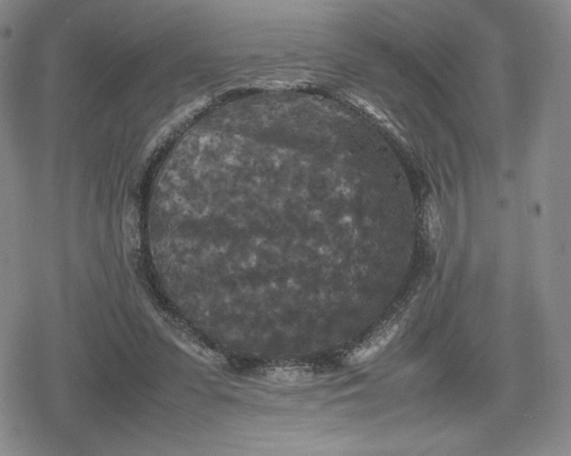 X0000080190303200612221347