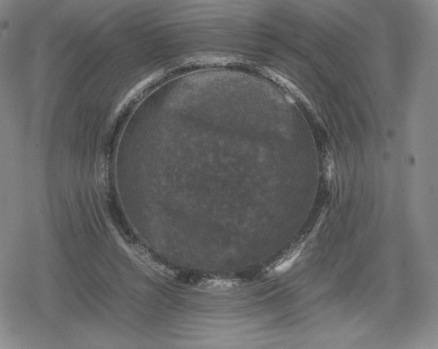 X0000080190352200612221346