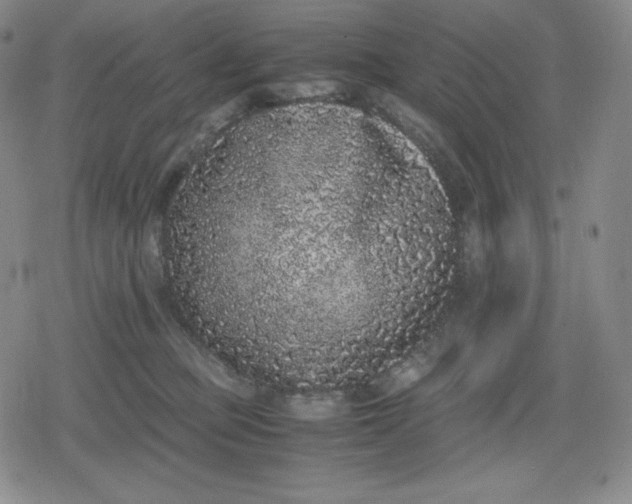 X0000080190373200612221346