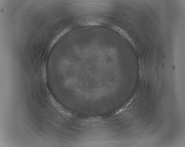X0000080190386200612221346
