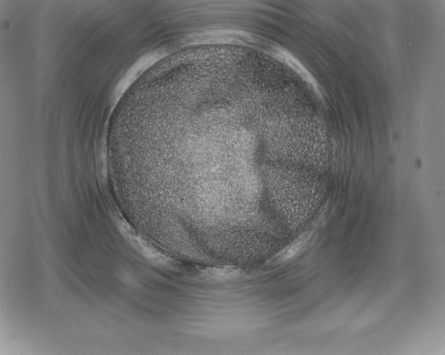 X0000080190994200612221336