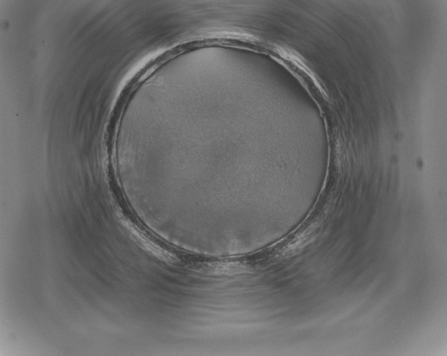 X0000080191024200612221335