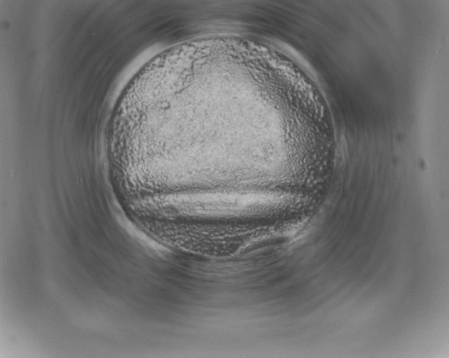 X0000080191243200612221333