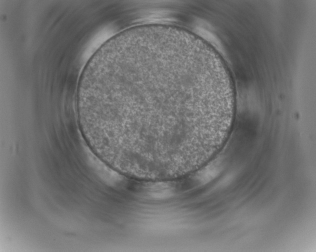 X0000080191338200612221331
