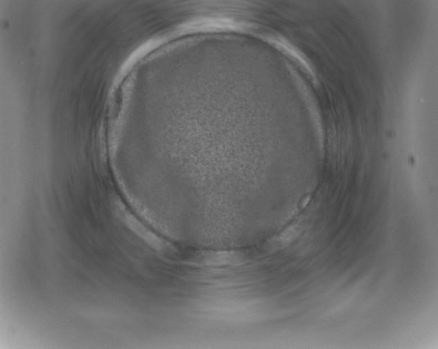 X0000080191382200612221330
