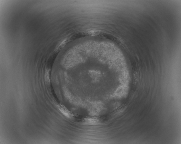 X0000080190286200701051731