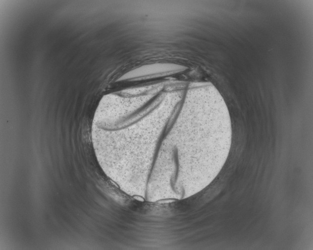 X0000080190384200701051729