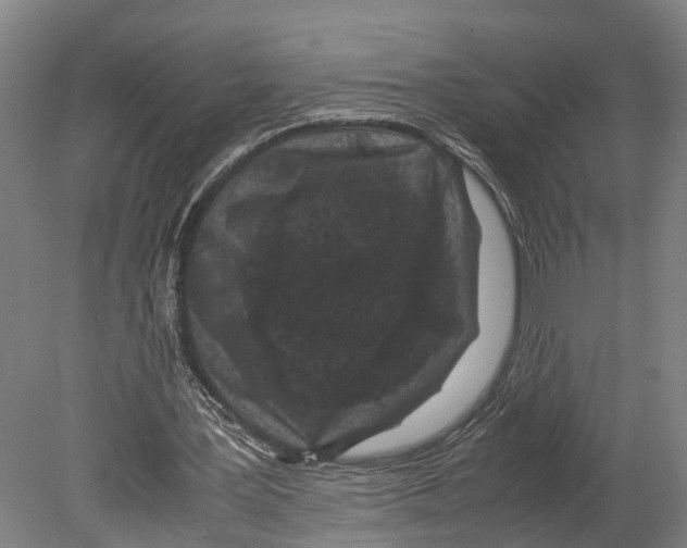 X0000080190387200701051728