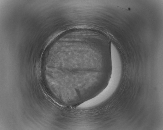 X0000080190484200701051727