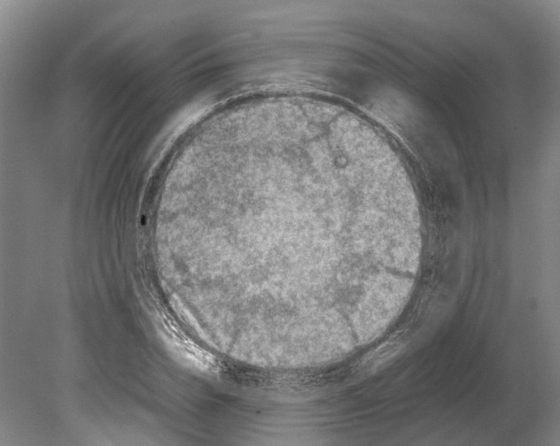 X0000080190832200701051721