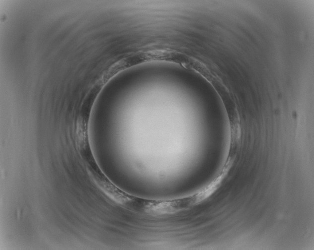 X0000080200186200612081436