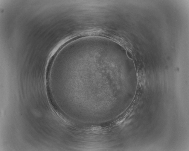 X0000080200196200612081436