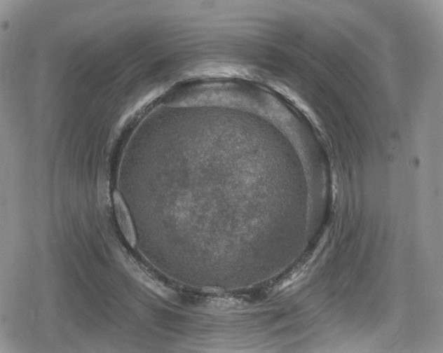 X0000080200399200612081432