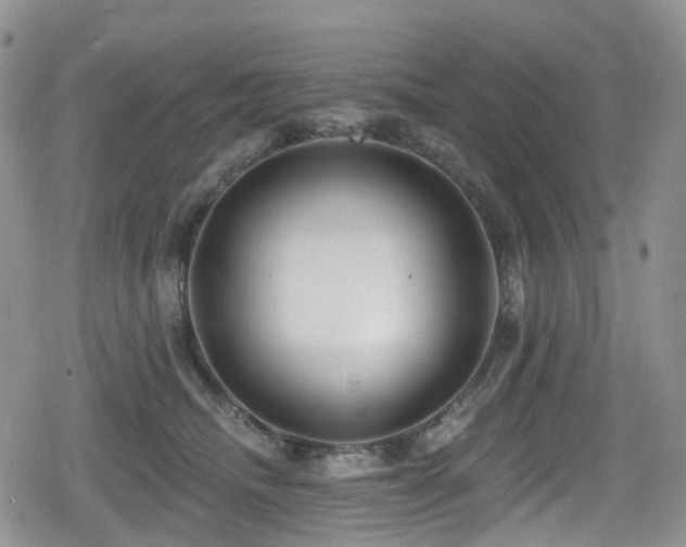 X0000080200468200612081432