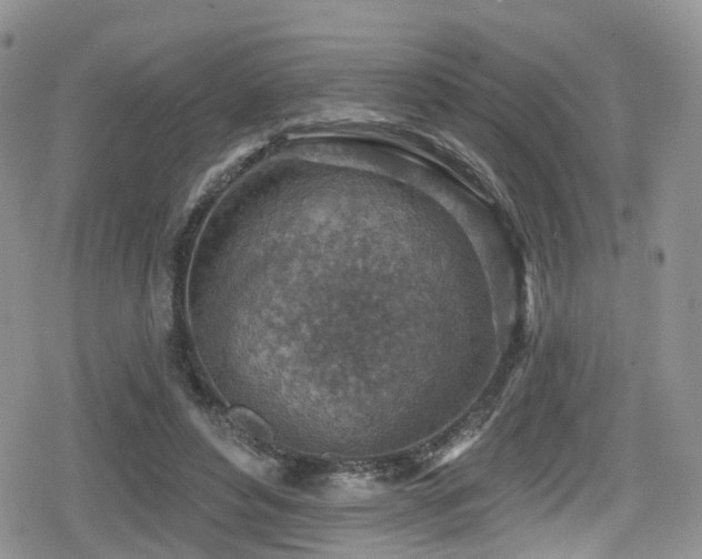 X0000080200496200612081431