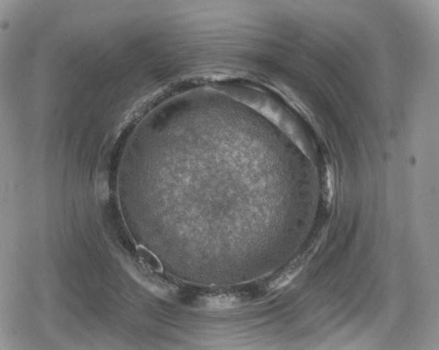 X0000080200500200612081431