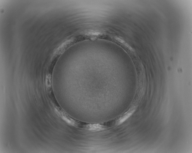 X0000080200528200612081430