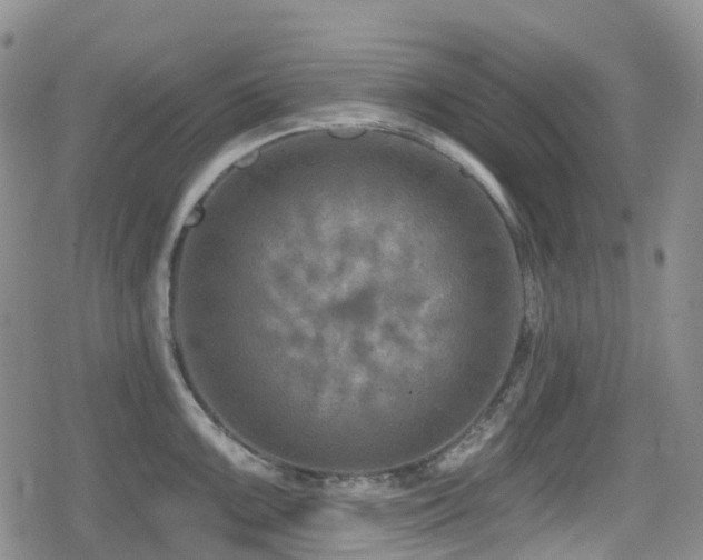 X0000080201099200612081421