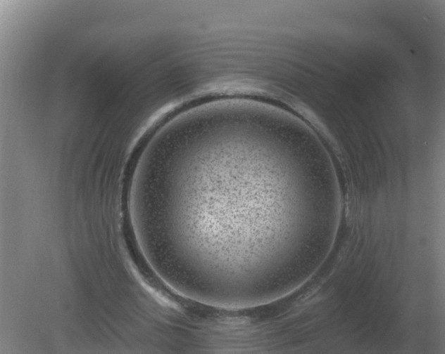 X0000080200438200612152044