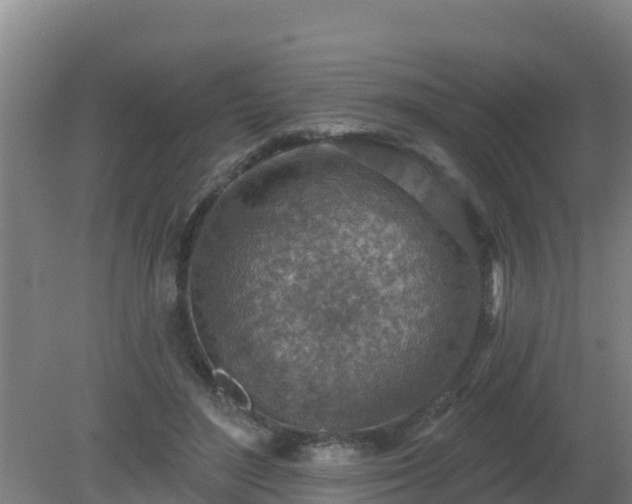 X0000080200500200612152044