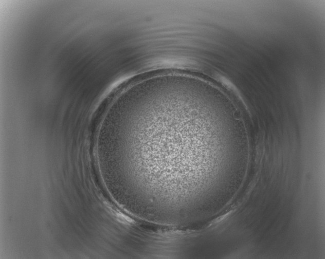 X0000080201019200612152034