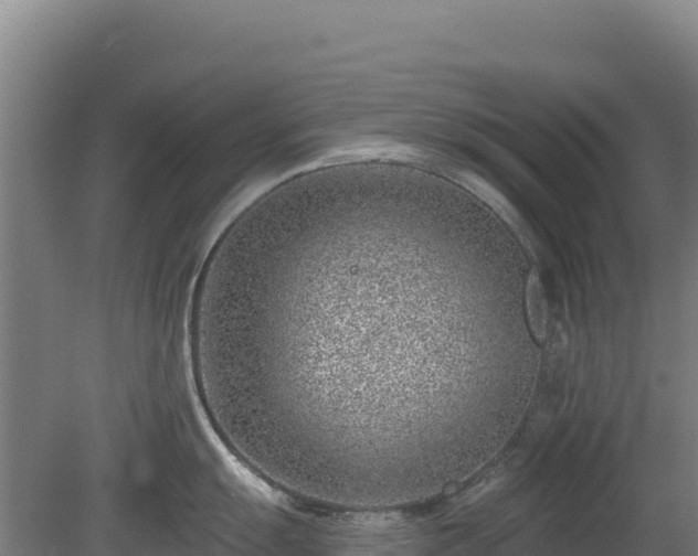 X0000080201055200612152035