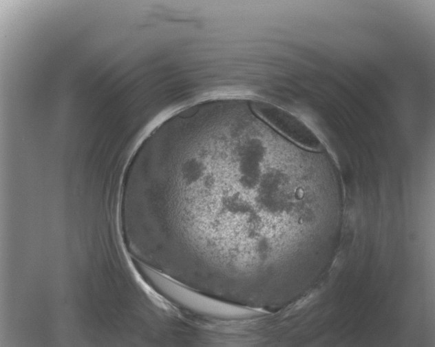 X0000080201245200612152032