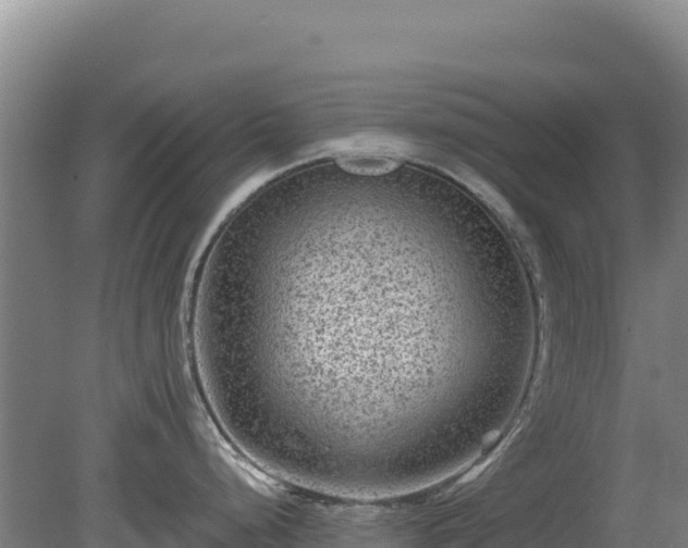 X0000080201248200612152032