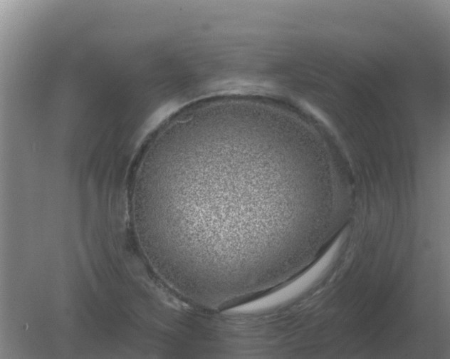 X0000080201267200612152031