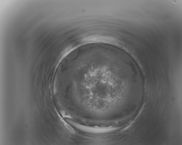 X0000080201529200612152027