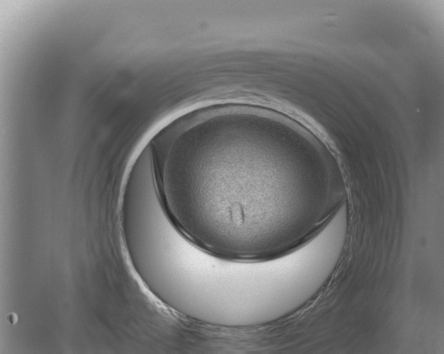 X0000080201536200612152027