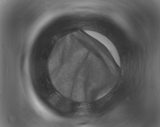 X0000080200383200701051755