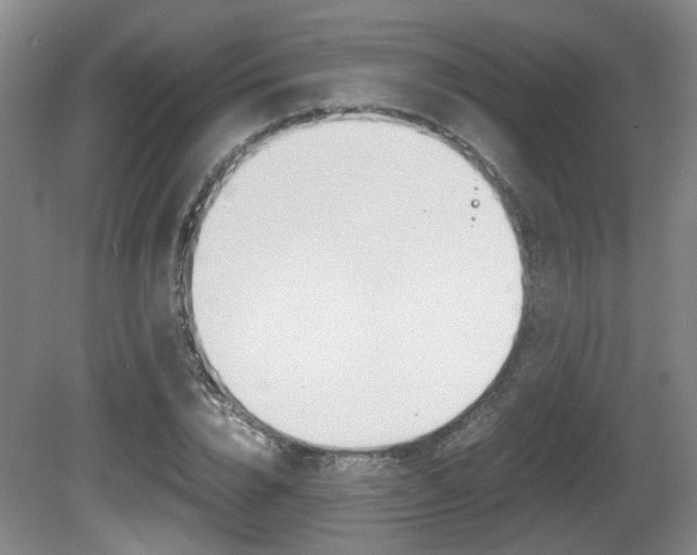 X0000080660832200612150733
