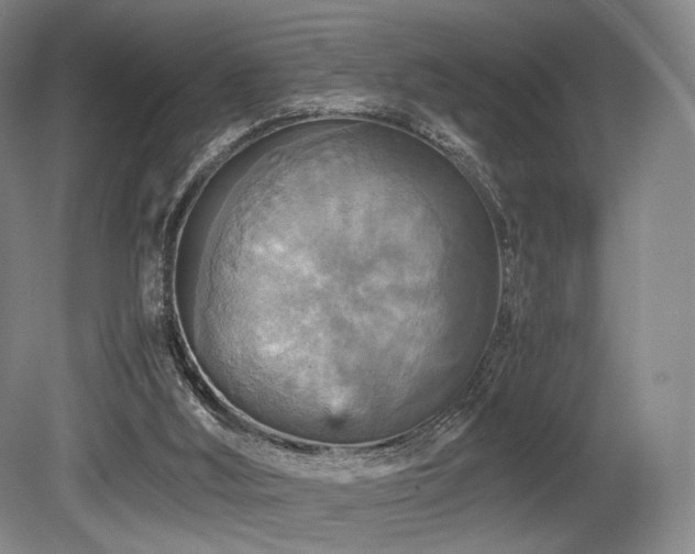 X0000080660012200612151143