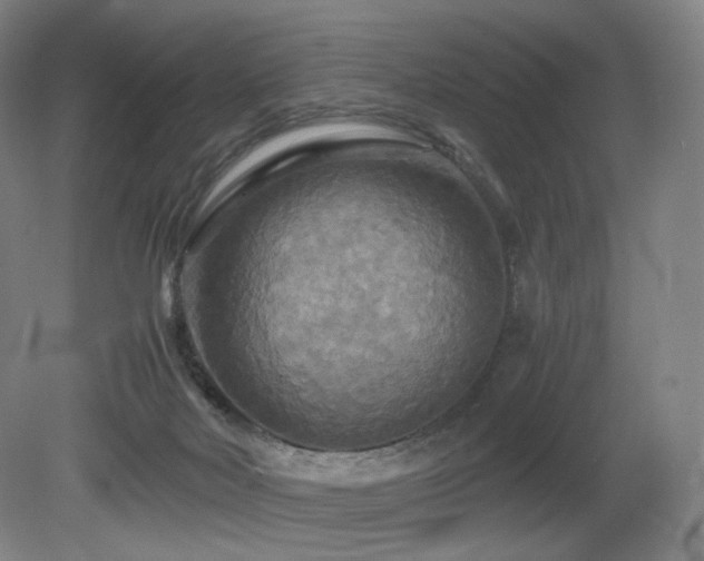 X0000080660026200612151143
