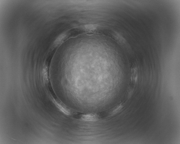 X0000080660238200612151139