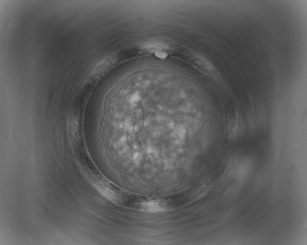 X0000080660365200612151137
