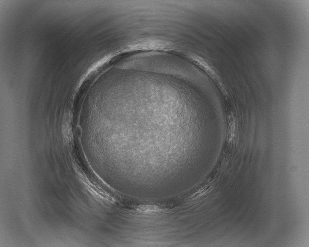 X0000080660392200612151136