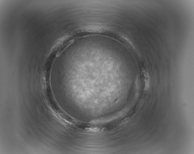 X0000080660688200612151131