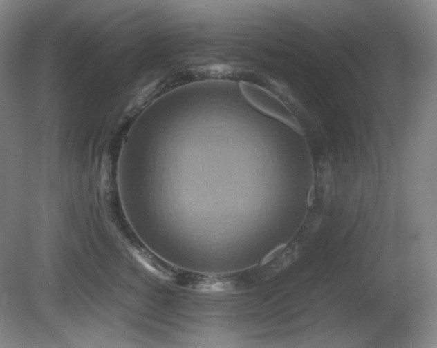X0000080660760200612151131