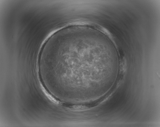 X0000080660795200612151130