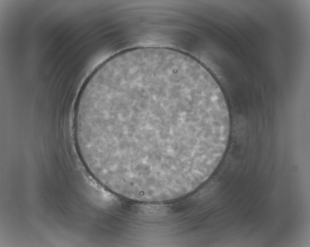 X0000080660856200612151129
